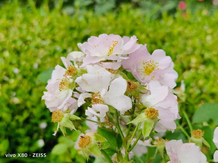 vivox80用了一个月真实感受,vivox80用后感受如何