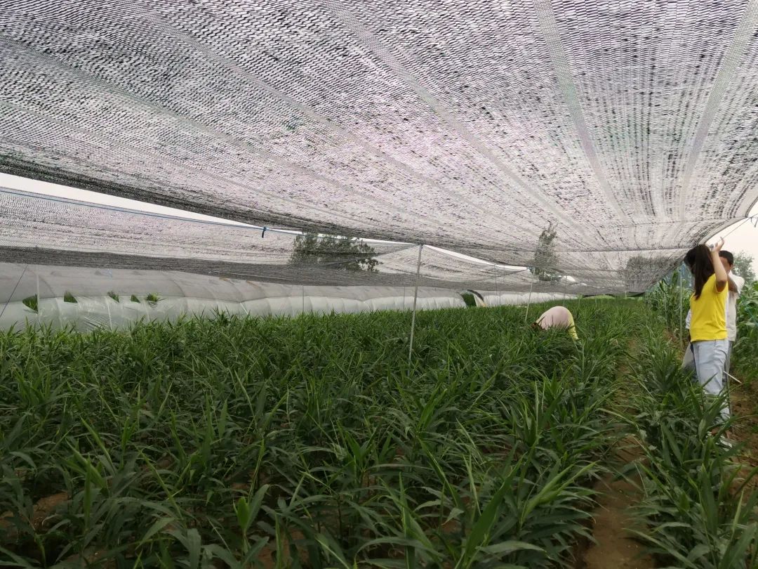 生姜生长过旺用什么药,生姜长太慢打什么药让它长得快