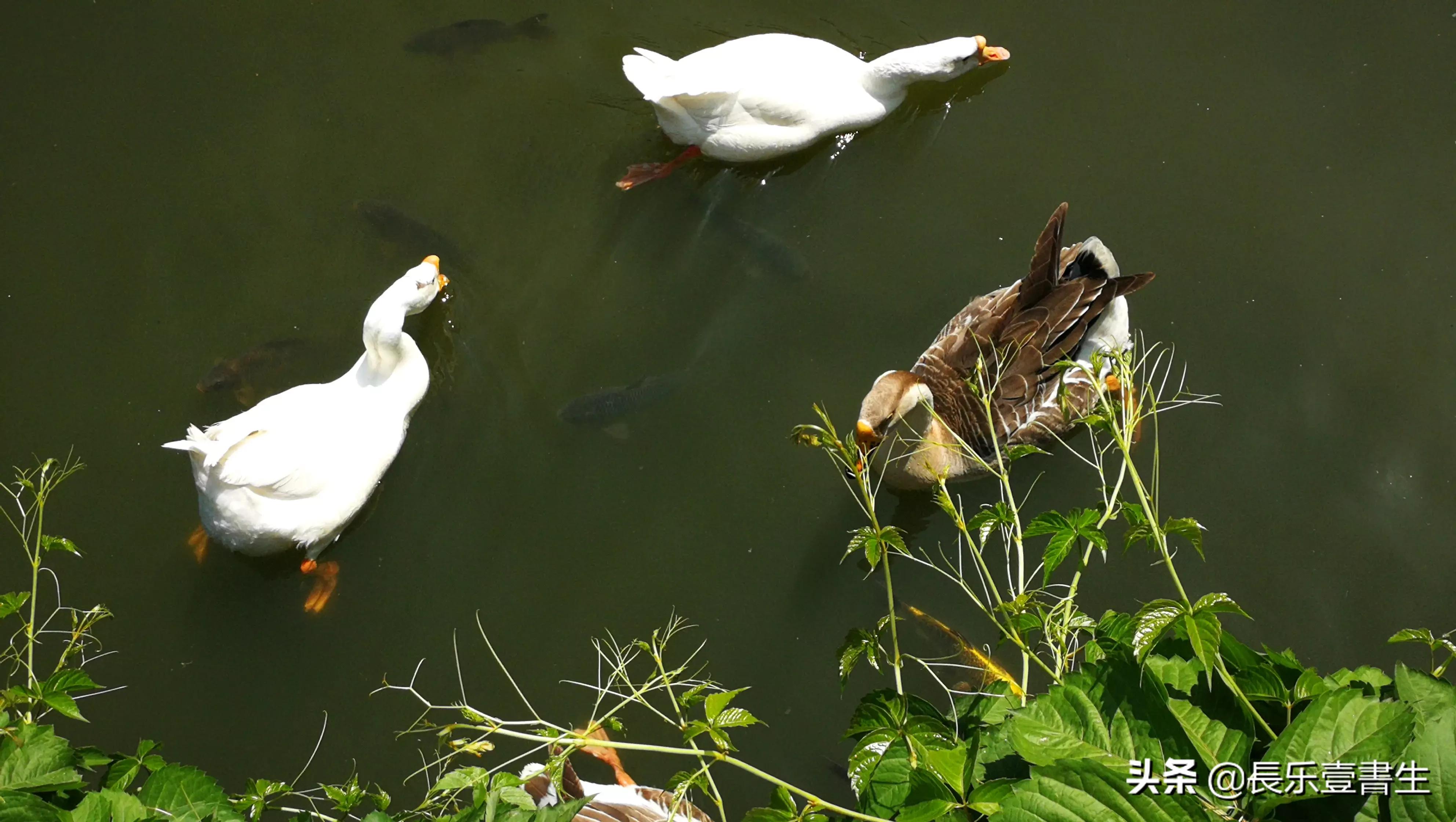 中国园林博物馆游览时间表,小众游玩强烈推荐北京园林博物馆