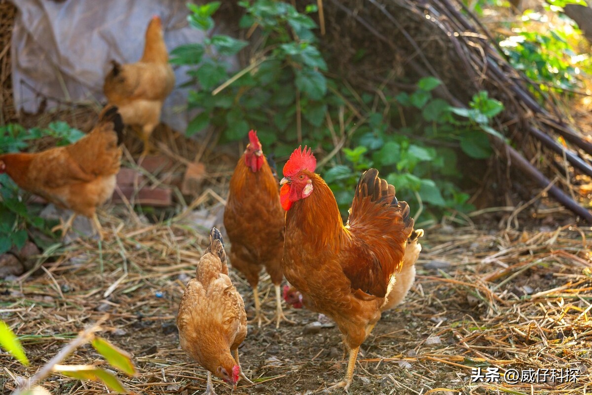 2020年农业最挣钱的商机,2023年在农村创业搞什么会赚钱