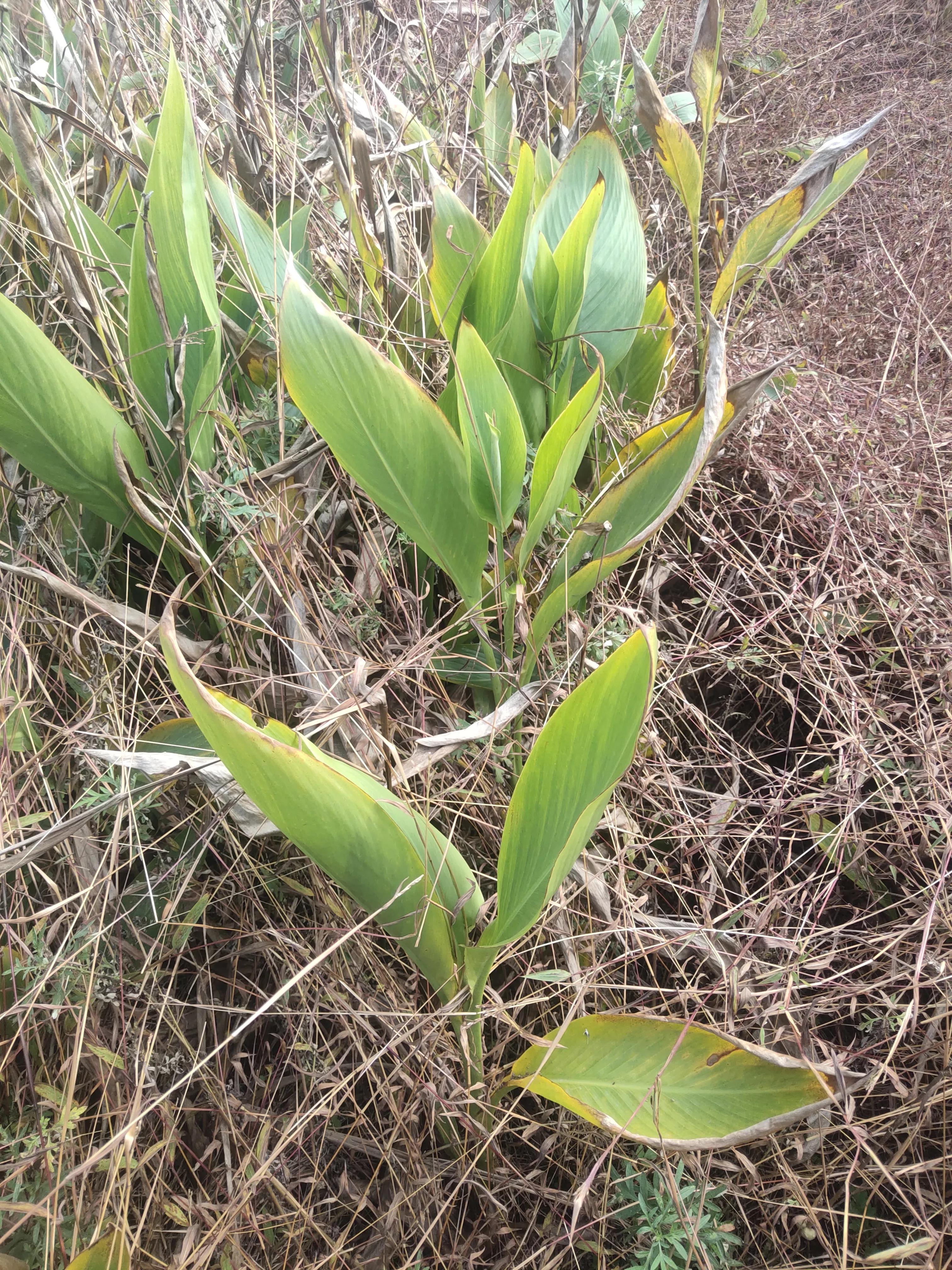 全国乡村振兴九大经济树种,乡村振兴的植树造林成果