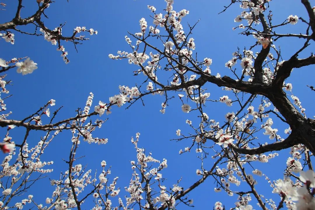 五字飞花令100句大全,花字飞花令大全