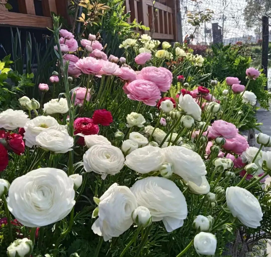 球根类花卉有哪些比较好养,有哪些好看的球根花卉盆栽
