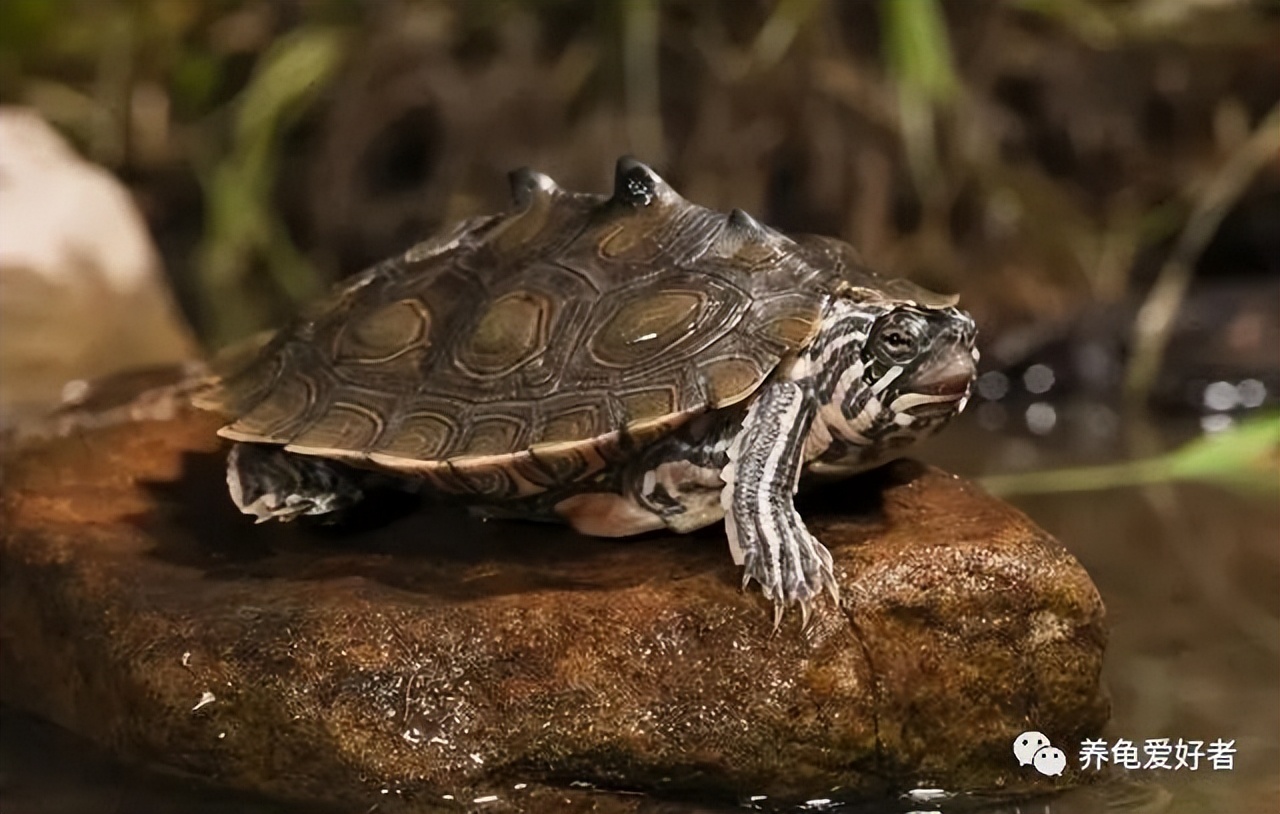 龟可以吃什么,龟可以吃的哪几种
