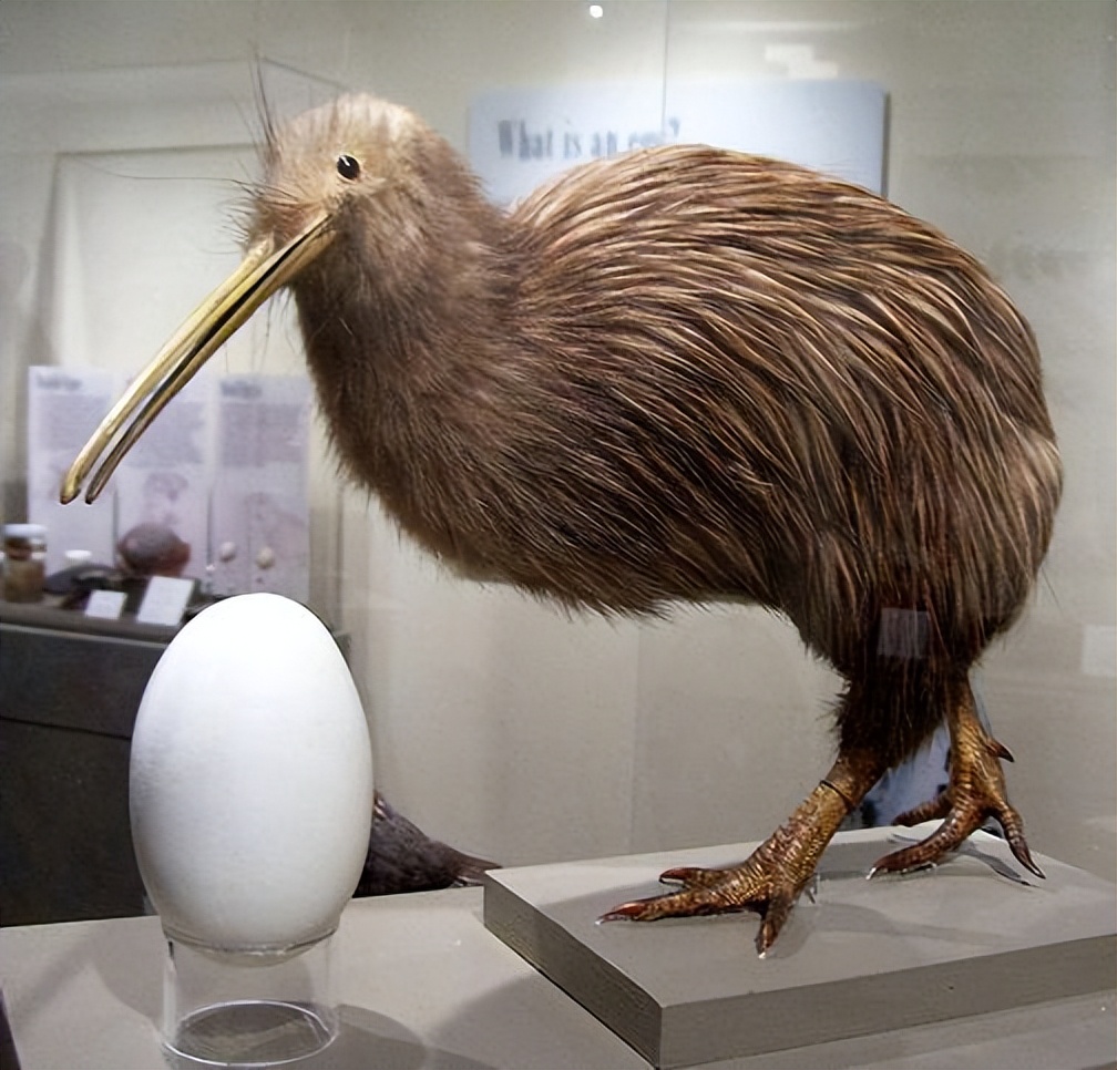 新西兰的几维鸟属于什么类型,新西兰的几维鸟有什么样的形态