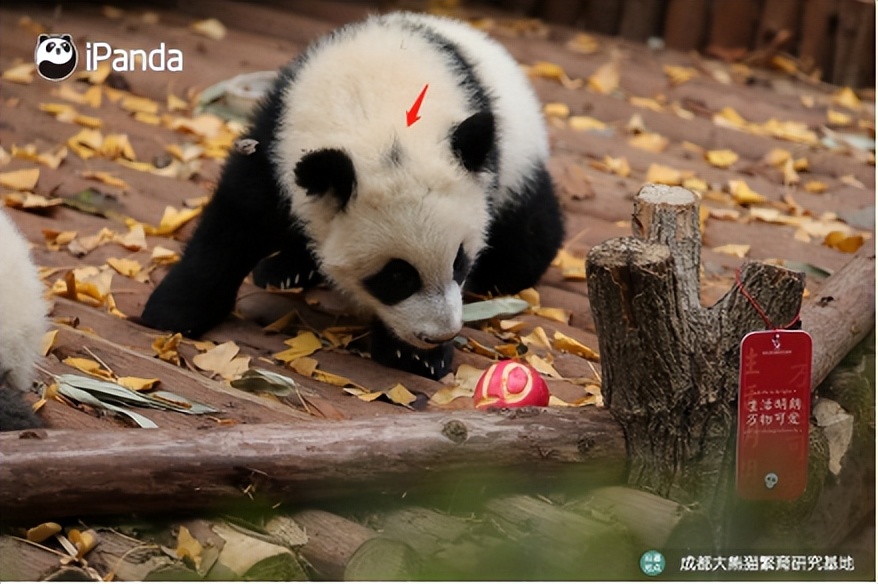 中国十大顶流女明星,顶流女明星穿越电视剧