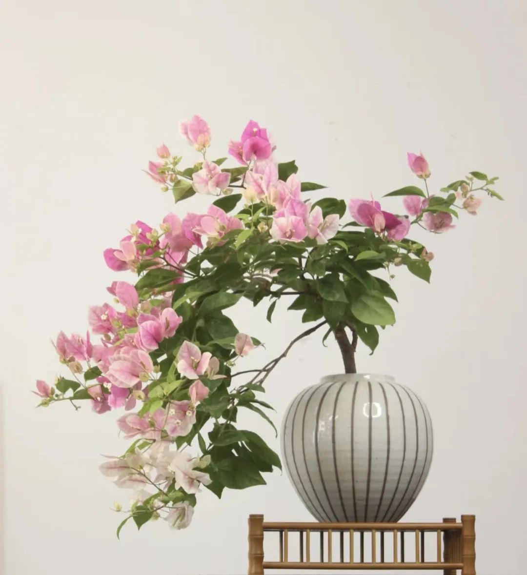 5种“爱喝醋”，6月一杯醋，黄叶不见了，开花一整年！