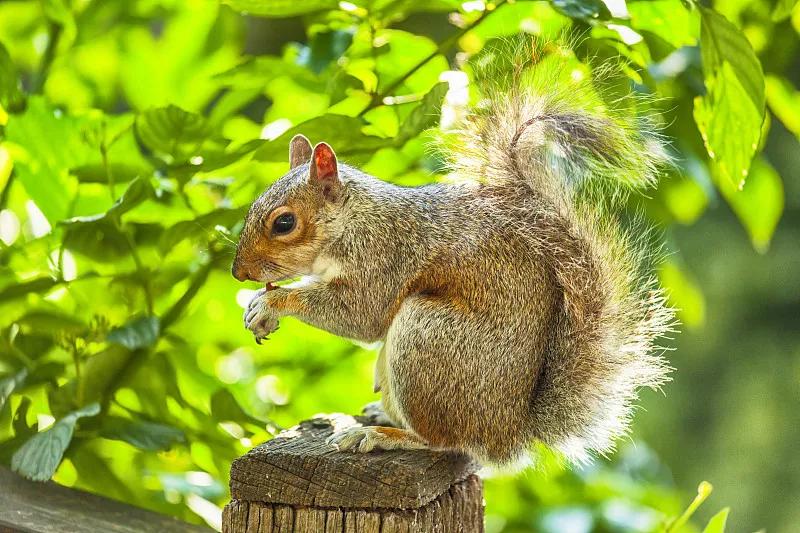 什么宠物对纯素食者最好,好养且可以食用的宠物有哪些