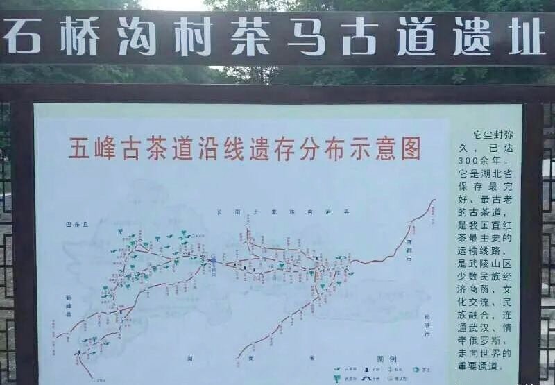 五峰千丈白毫是什么茶,湖北楚茶五峰毛尖