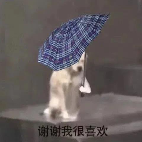 最近比较火的小狗表情包,最近特别火的小狗表情包