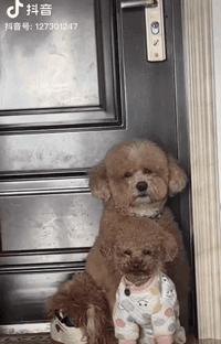 网友买了一只宠物看着挺可爱的,网友买了小香猪长大了