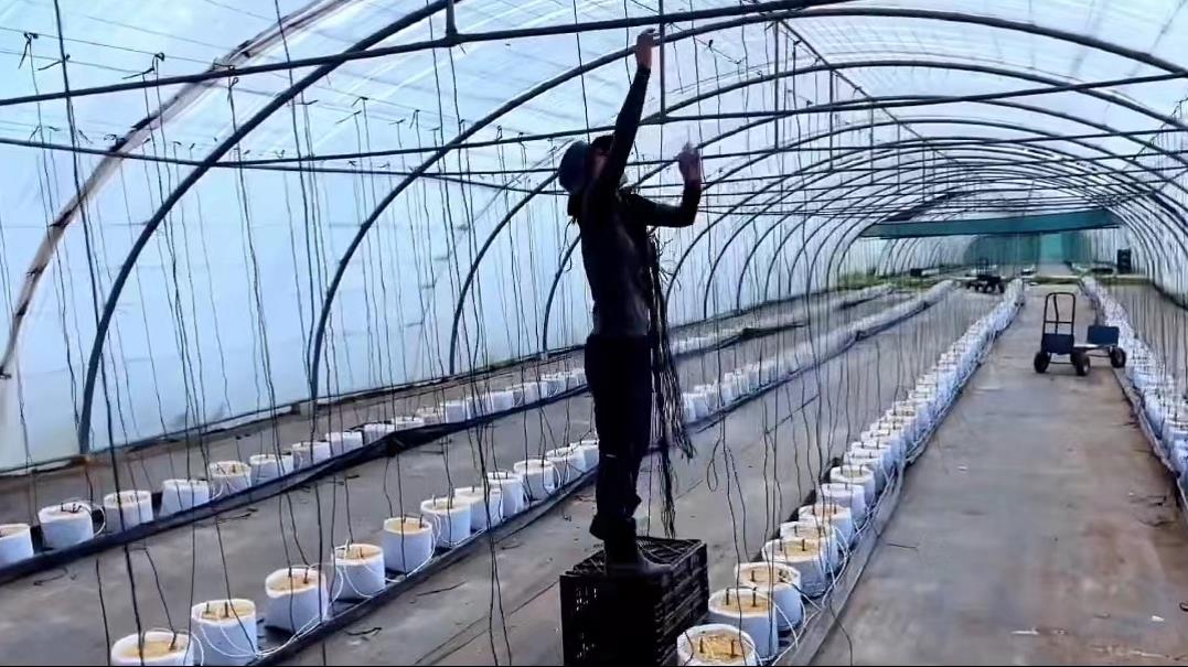 日本夫妇种植有机蔬菜,日本乡村两夫妻种菜