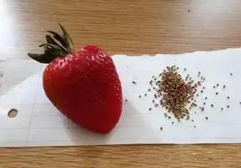 鼻翼油脂粒怎么去除,鼻翼两侧出油多怎么清洁