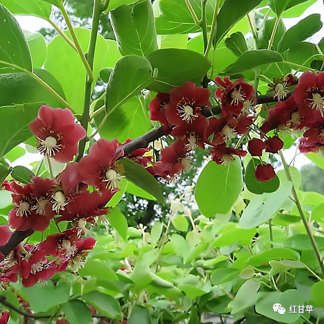 签了！中科院武汉植物园与百花园签署“满天红二号”授权使用协议
