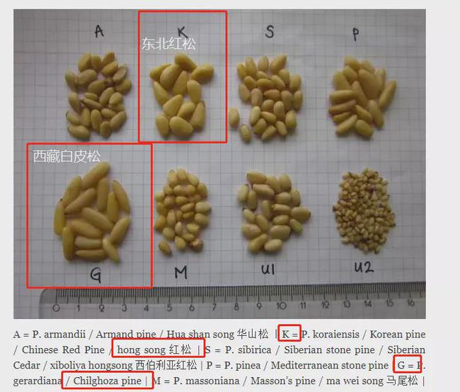 过年必买的10种年货推荐,有什么事年后再说