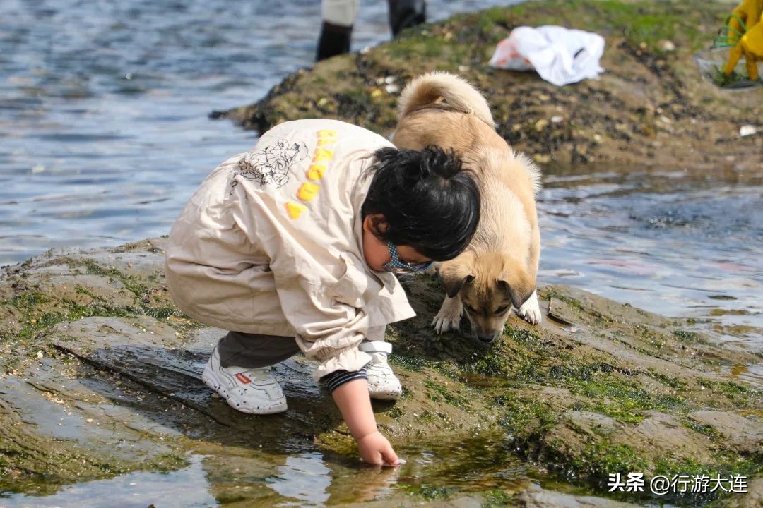 大连最全的赶海攻略,良心推荐大连赶海全攻略