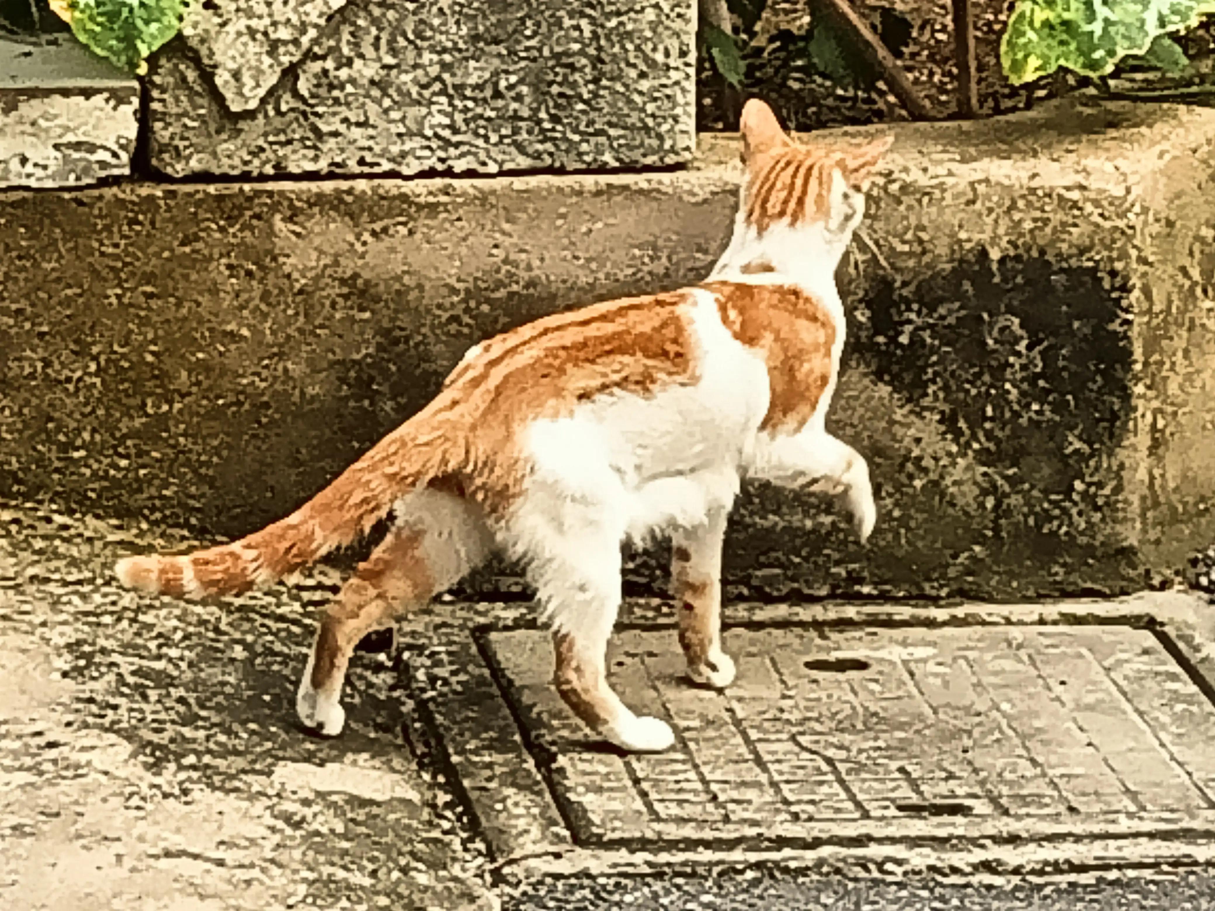 猫咪不停的发出嗯嗯哀嚎,猫咪尖叫哀嚎什么原因