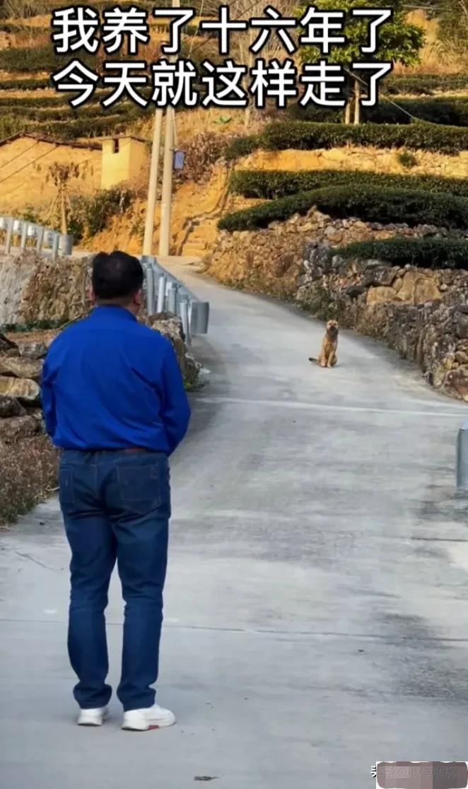 养了15年的狗突然不认识了,成年狗养了3天能找到家吗