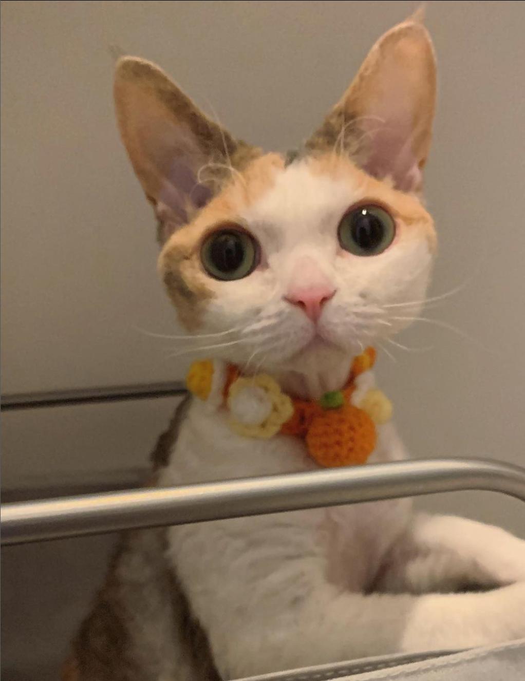 猫咪买什么品种的最好,宠物猫怎么挑选好的猫粮呢