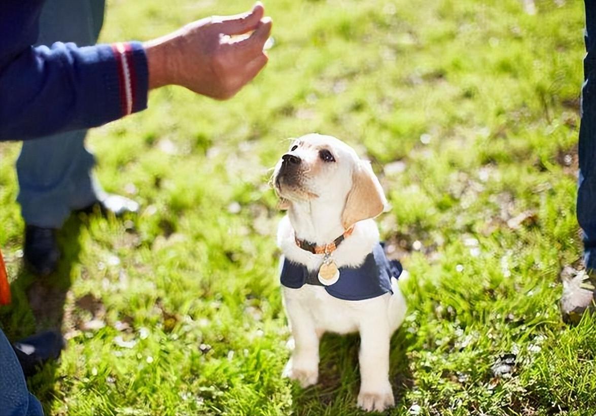 狗狗吃狗粮不嚼直接吞怎么办,狗狗不吃狗粮妙招大全