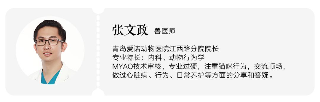 养猫劝退指南第19集,养猫劝退指南英短