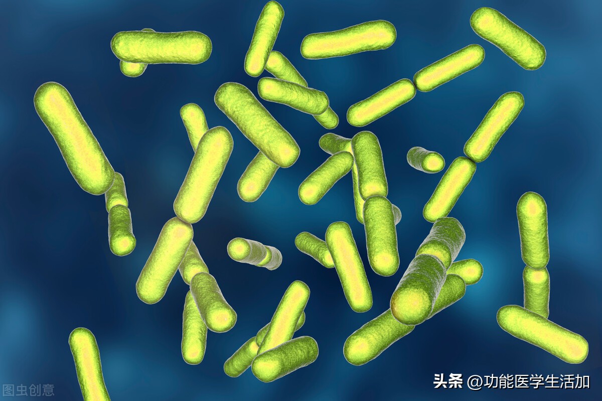 一文读懂念珠菌过度生长