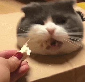 被主人弃养在医院的蓝猫,英短蓝猫为什么会流产