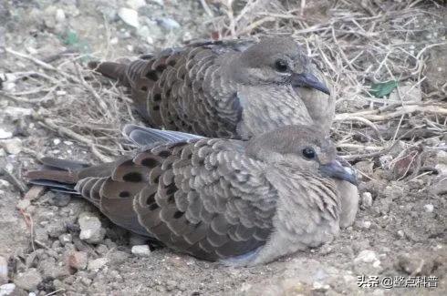 斑鸠能吃多少东西,斑鸠吃小斑鸠吗