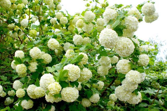 庭院四季常青不怕晒又耐寒的花树,适合在庭院里种植的花树有哪些