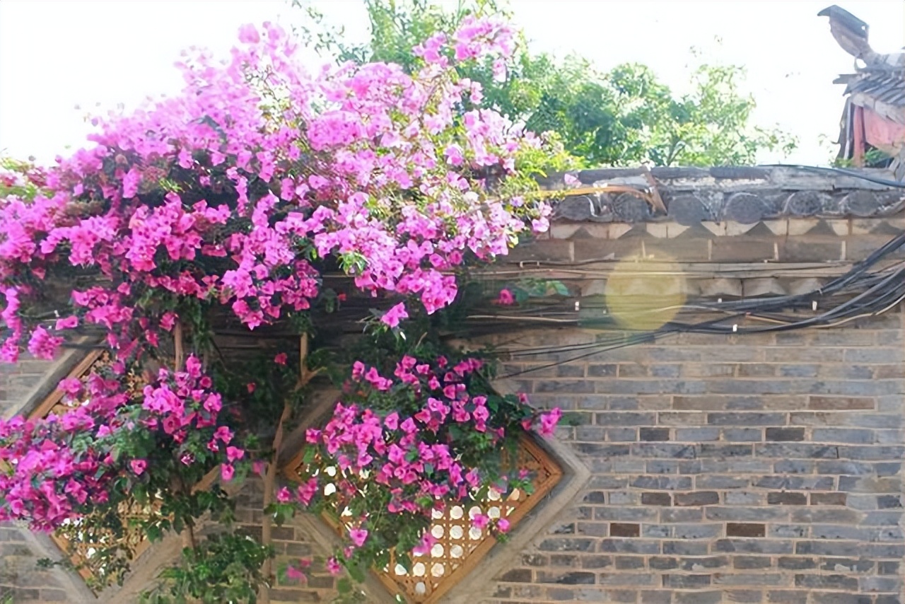 最耐阴的爬藤花四季常青,什么花爬藤比较好