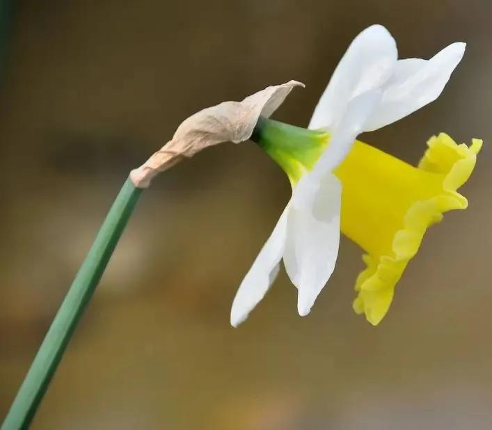 古诗词中的水仙花：飘零尘俗客再见水仙花