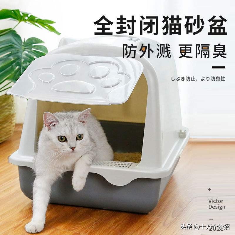 猫咪误食猫砂有怎样的后果 (猫咪用的猫砂有毒吗)