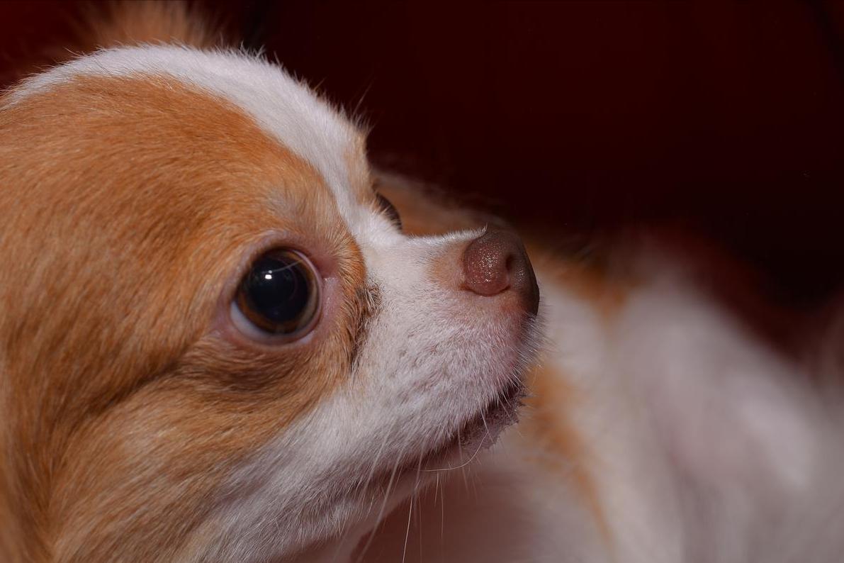 狗狗毛发干燥无光泽怎么快速解决,狗狗毛发干枯无光泽吃什么改善