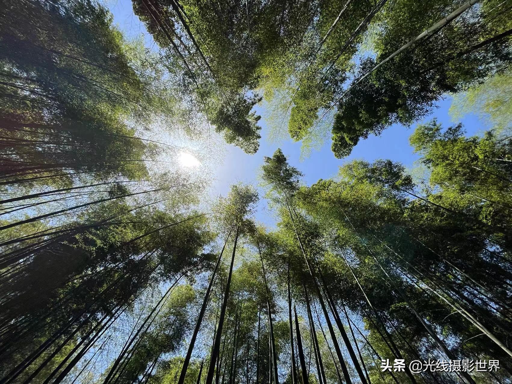 永川茶山竹海今年国庆免门票吗,2022国庆节永川茶山竹海攻略