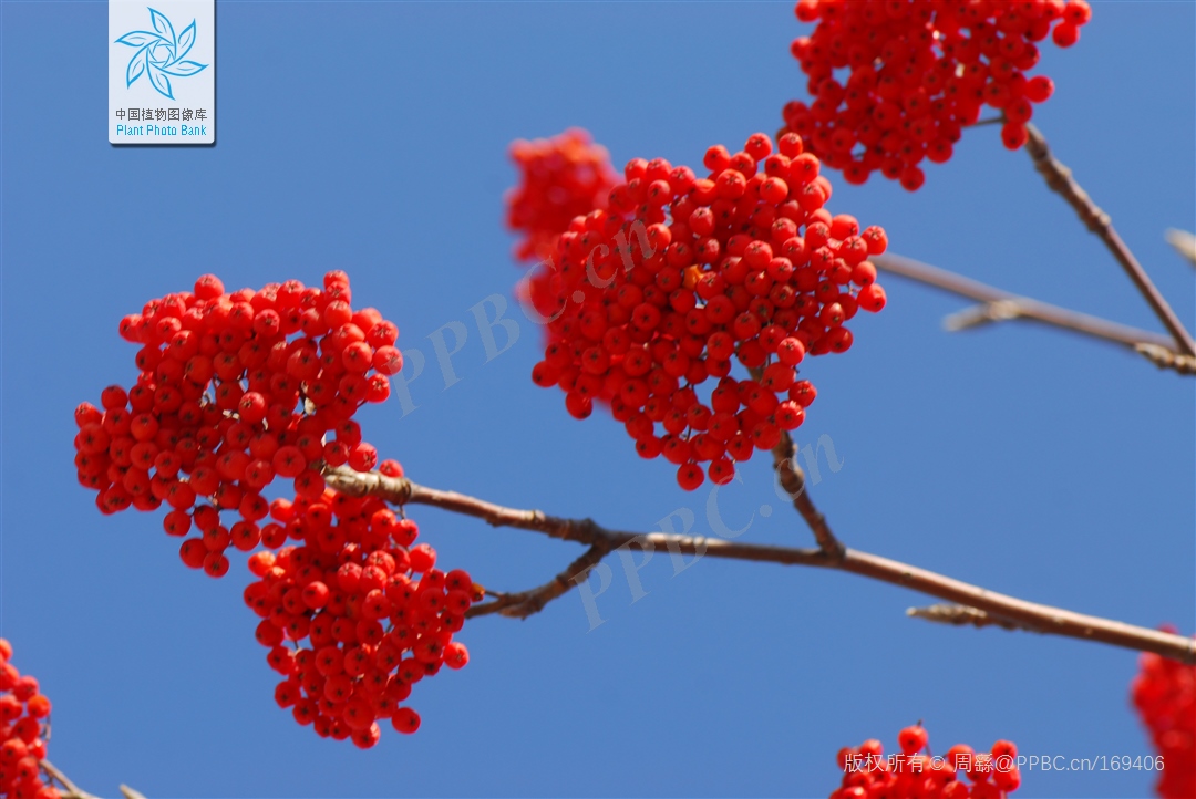 花楸木材优缺点,欧洲花楸极佳园林观赏树种