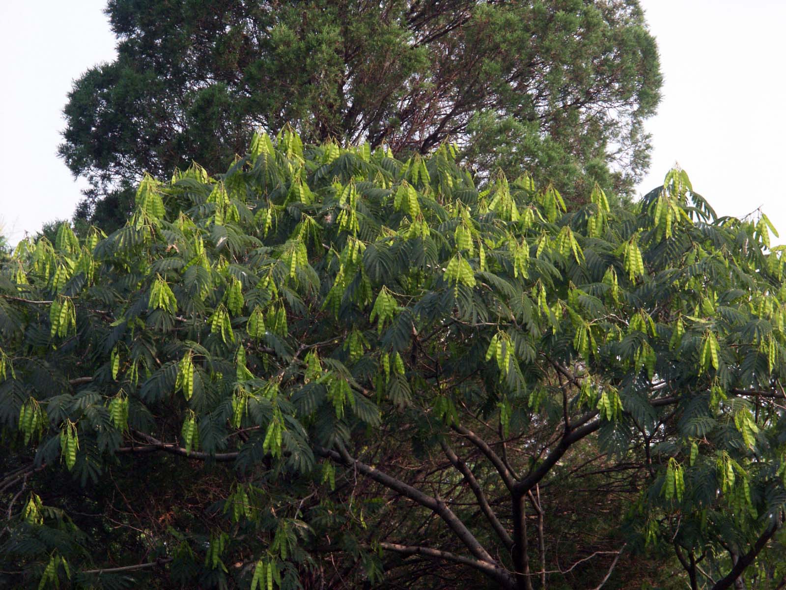 *欢合**：树姿优雅，叶形秀丽，昼开夜合，开粉红色有绒缨状花