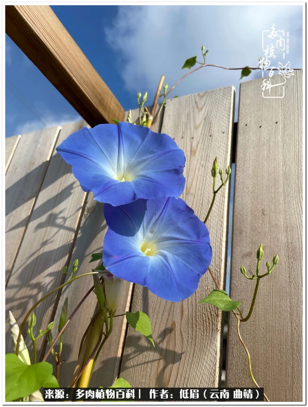 养了8年的多肉,养了七年多肉