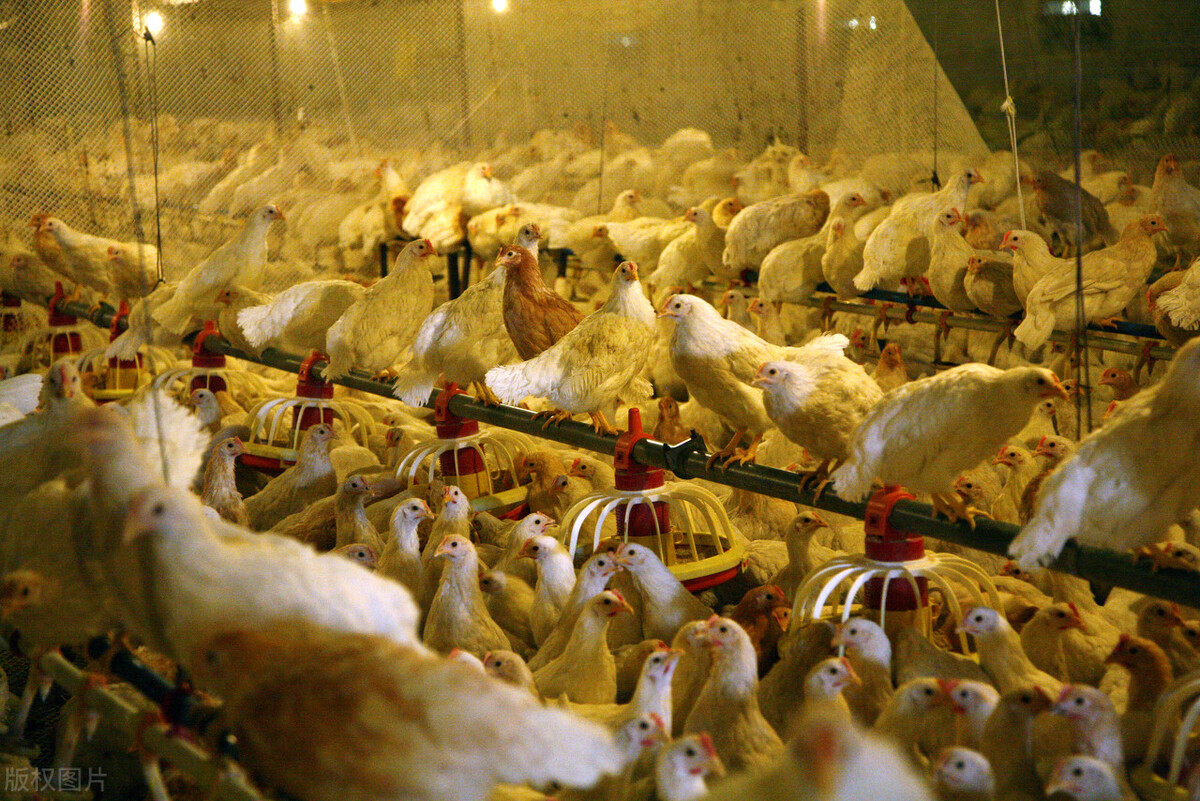 家禽病原体有哪些,家禽类病菌