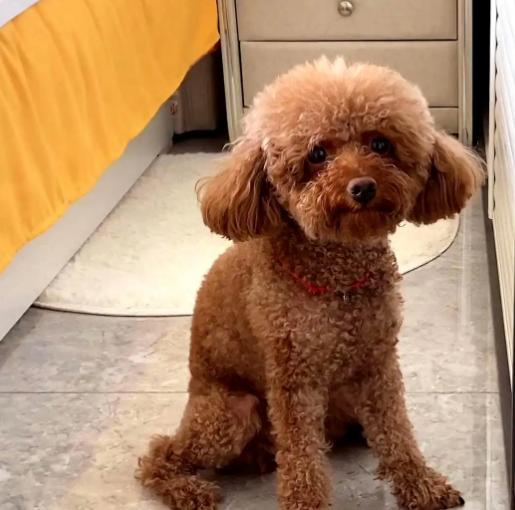 泰迪犬该如何训练视频讲解,泰迪犬怎么训练十大基础动作