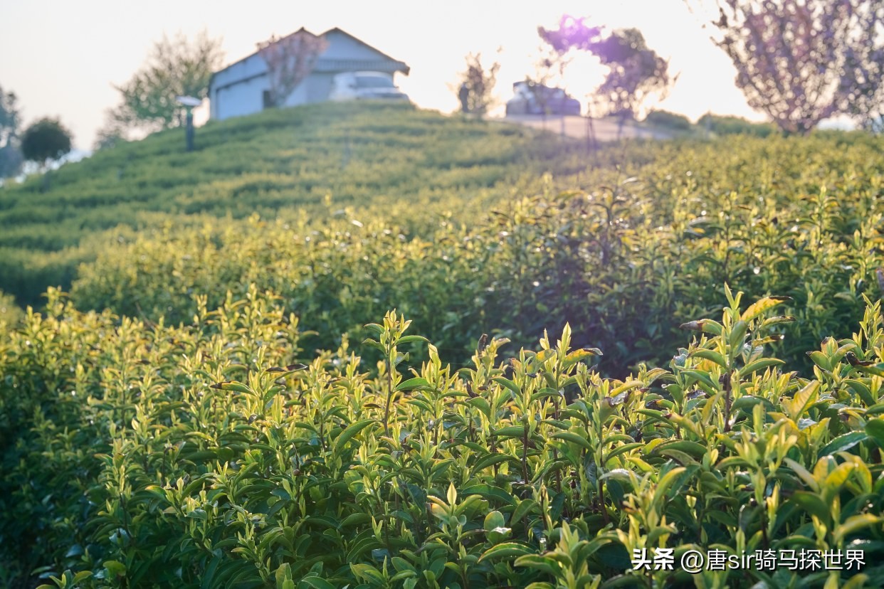 中国最珍贵竹乡,中国茶竹之乡在哪里