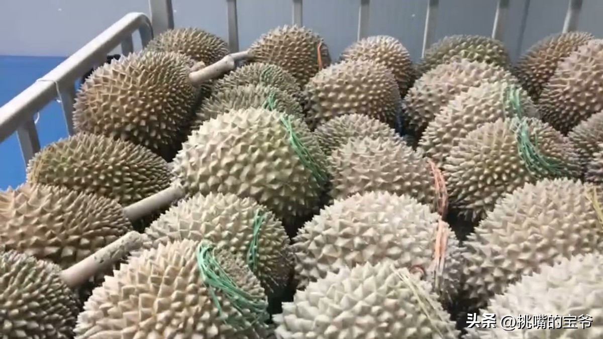 马来西亚特别推荐的水果,华人在马来西亚所占的比例