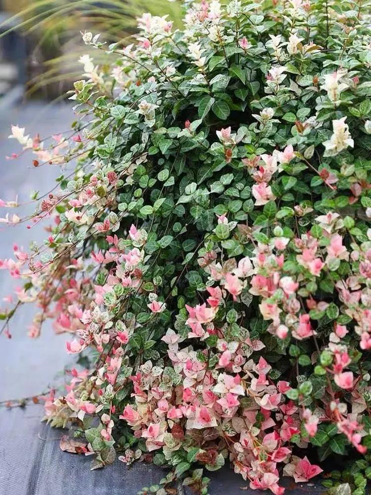 客厅好看的观赏花,小清新唯美油画花