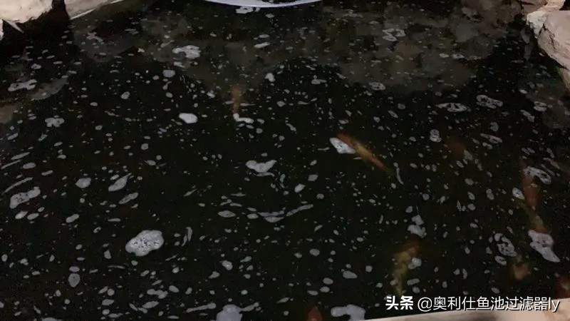 锦鲤鱼池水面有泡沫怎样解决,锦鲤鱼池水面起泡