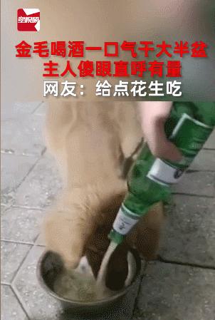 “谁再给猫喝酒，我扇烂ta的嘴巴！”