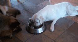 一只拉布拉多大概要多少钱,咖啡色拉布拉多多少钱一只