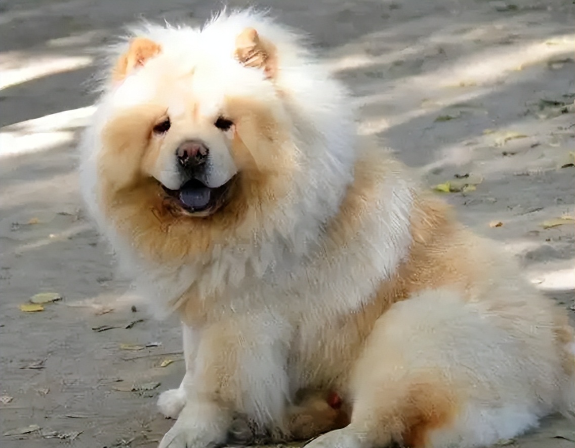 松狮犬不吃饭只喝水什么病,松狮犬经常呕吐是什么原因