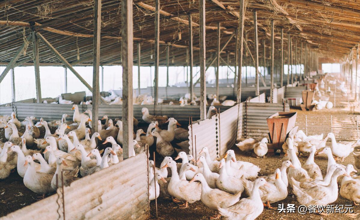 一只活鸭50元左右烤鸭,活鸭成本50元烤鸭只卖18元