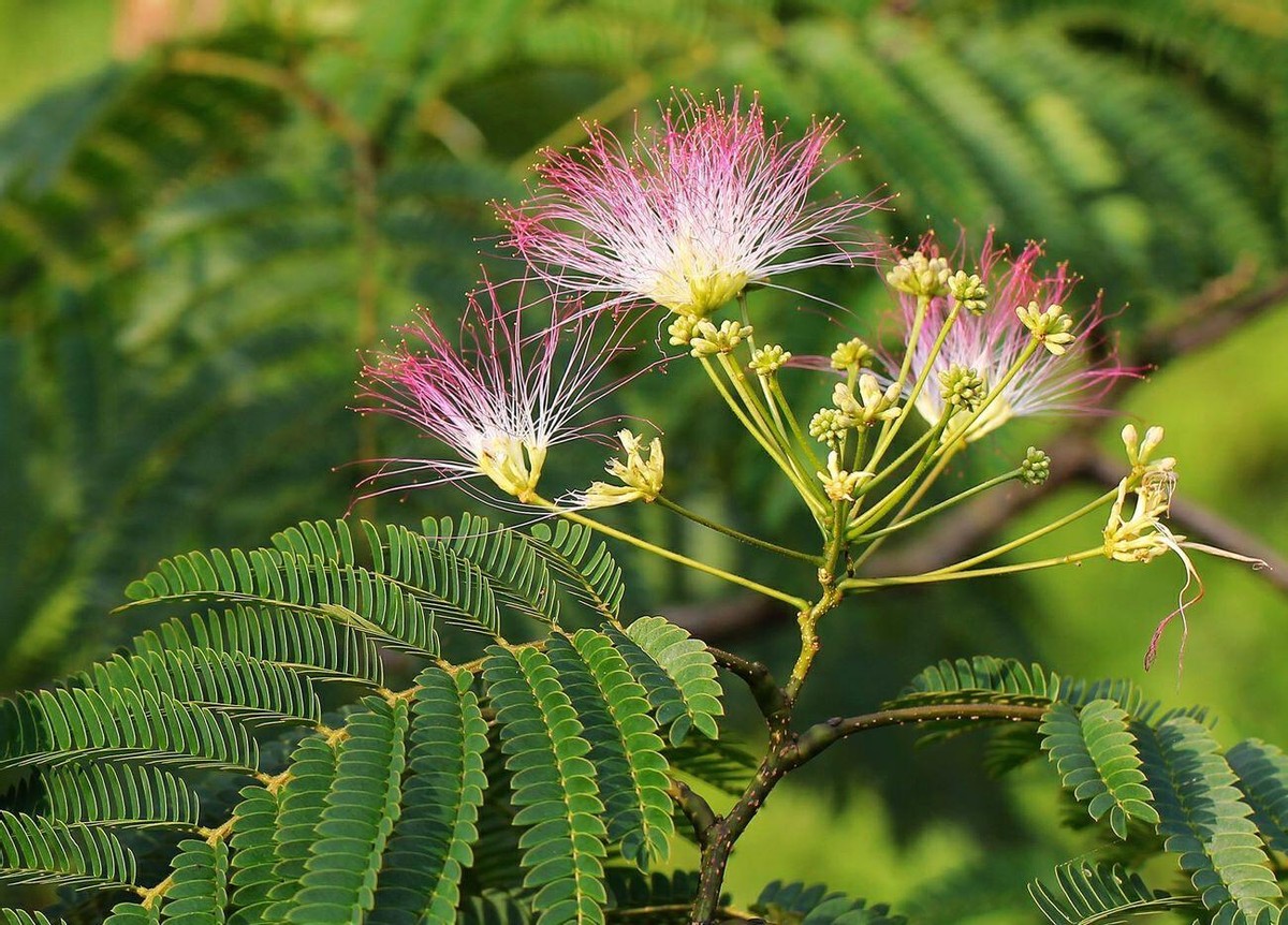 古代没有现代的避孕方法,古代没有避孕措施怎么避孕