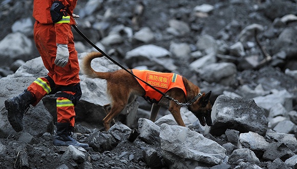 为什么太聪明的狗不适合当警犬,警犬的训犬员能自己挑选犬吗