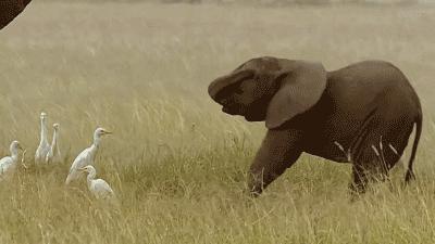 大象与犀牛是不同的物种，非洲公象，为何还要*暴强**犀牛呢？